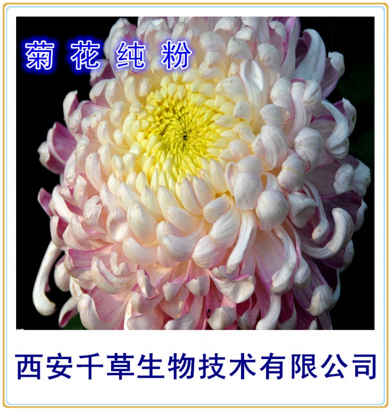 菊花纯粉