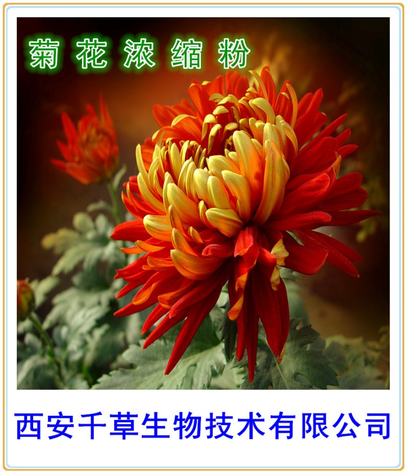 菊花浓缩粉